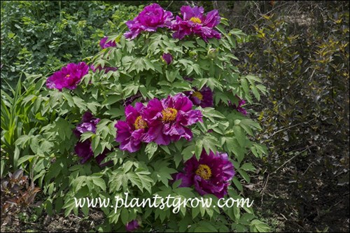 Tree Peony 